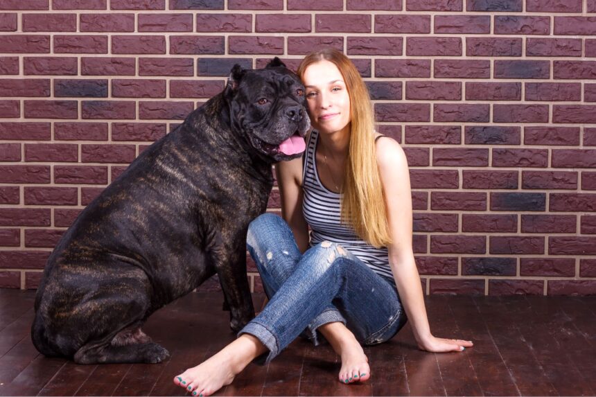 Il fascino globale del Cane Corso Italiano 1 caractere 1